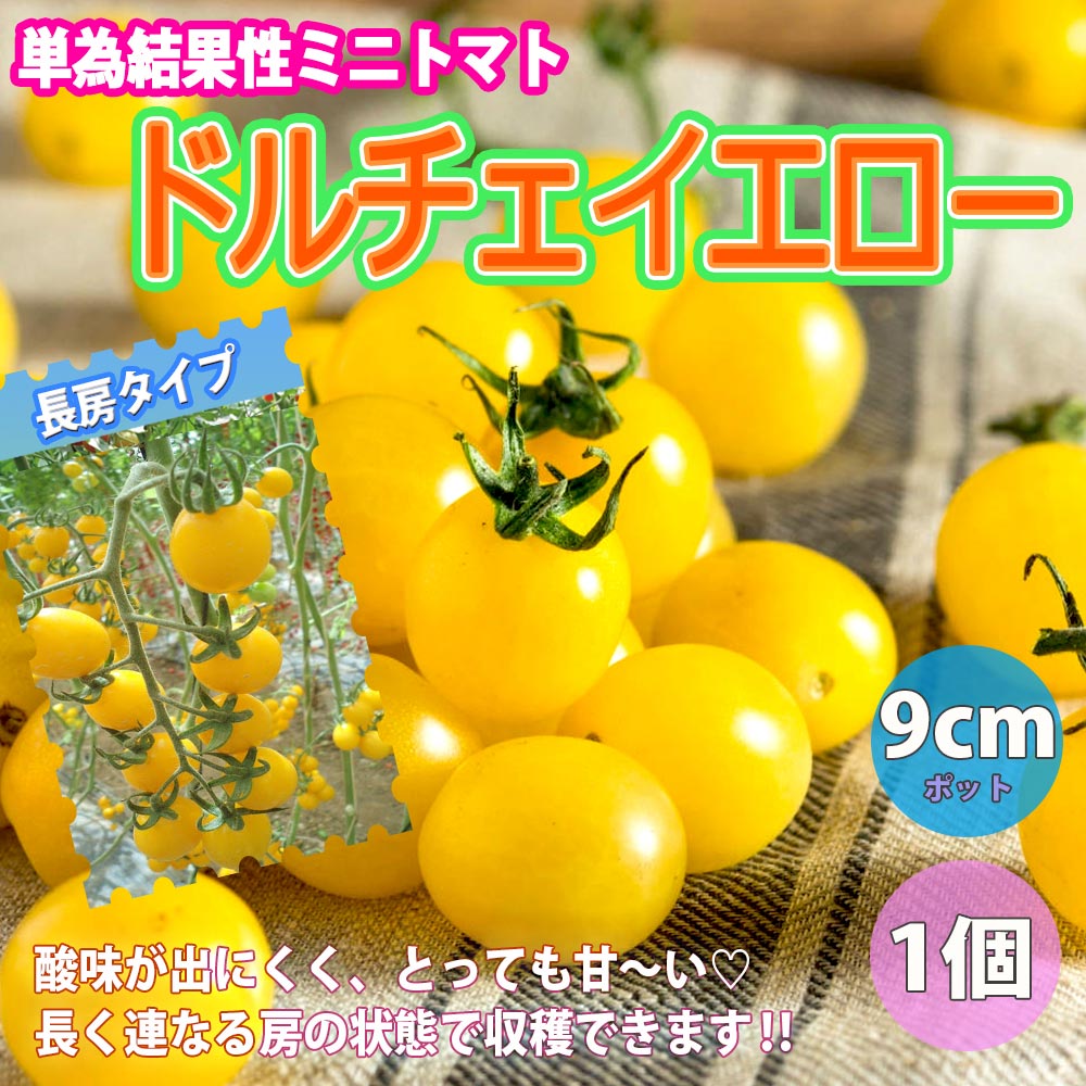 人気＆絶対オススメのトマト苗4品種各1個セット 品種：フルーツトマト(中玉)・レオン・ドルチェイエロー・ブラックチェリートマトリッチ【野菜苗 9cmポット自根苗 各1個/合計4個】