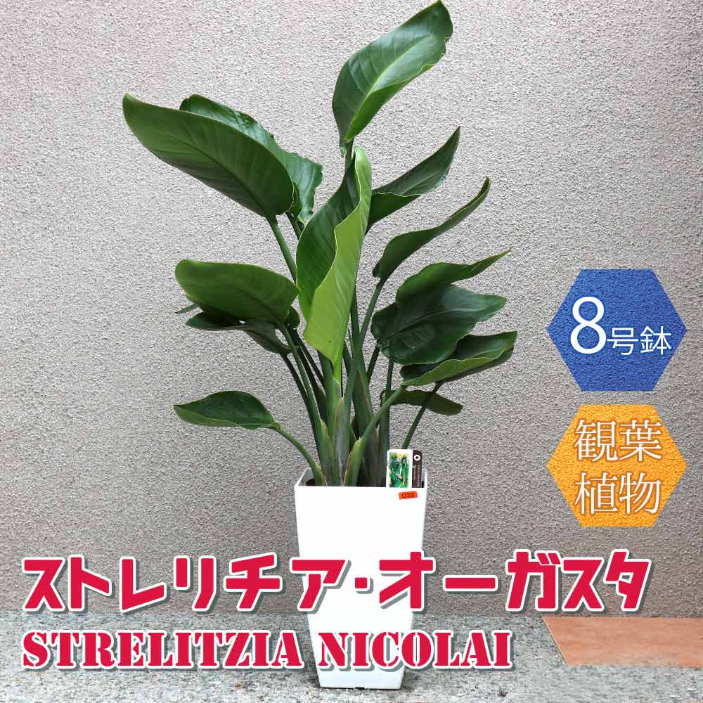 ⑯　ストレリチア　オーガスタ　8号３株植え　特大苗木最高等級極上品‼️ ③ ストレリチアオーガスタ 8号 3株植え特大苗木最高等級極上品