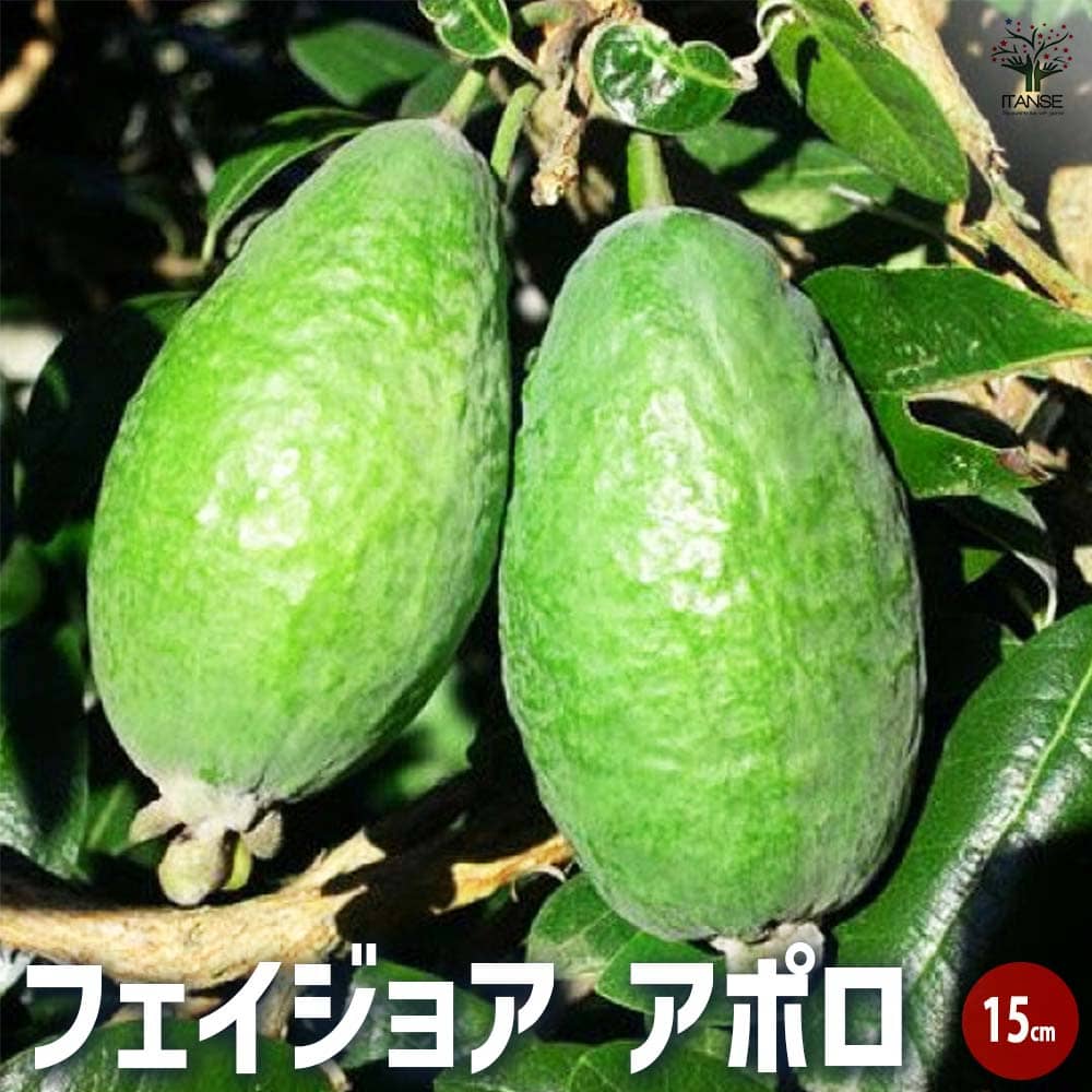 楓*様 フェイジョア ホワイトグース 挿し木苗 フェイジョア | 苗木部