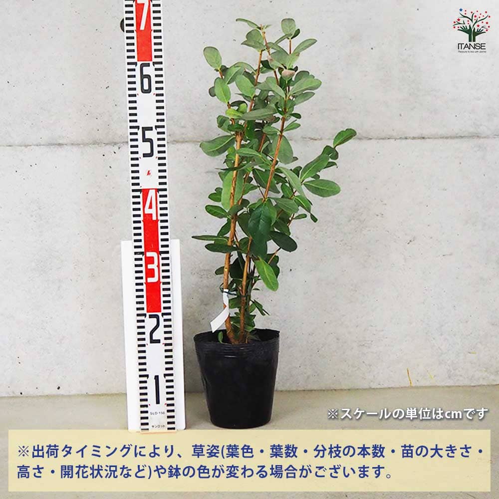フェイジョア アポロ 【果樹の苗木 15cm 3年生挿し木苗】｜ 【植物の