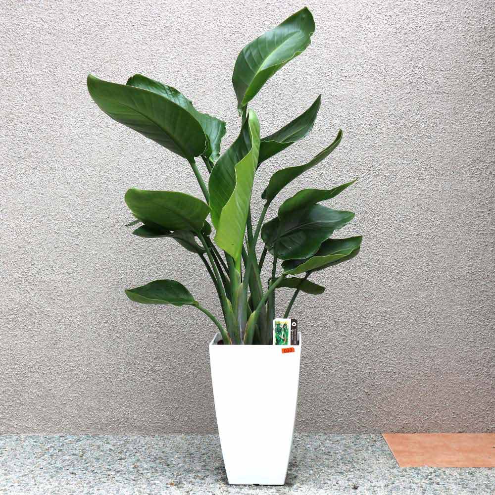 ストレリチア・オーガスタ【大型 観葉植物 8号鉢/Mサイズ1個】