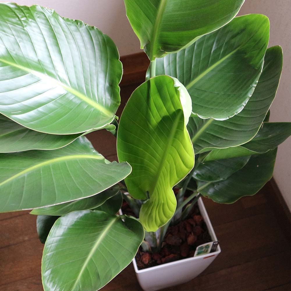 ストレリチア・オーガスタ【大型 観葉植物 8号鉢/Mサイズ1個】