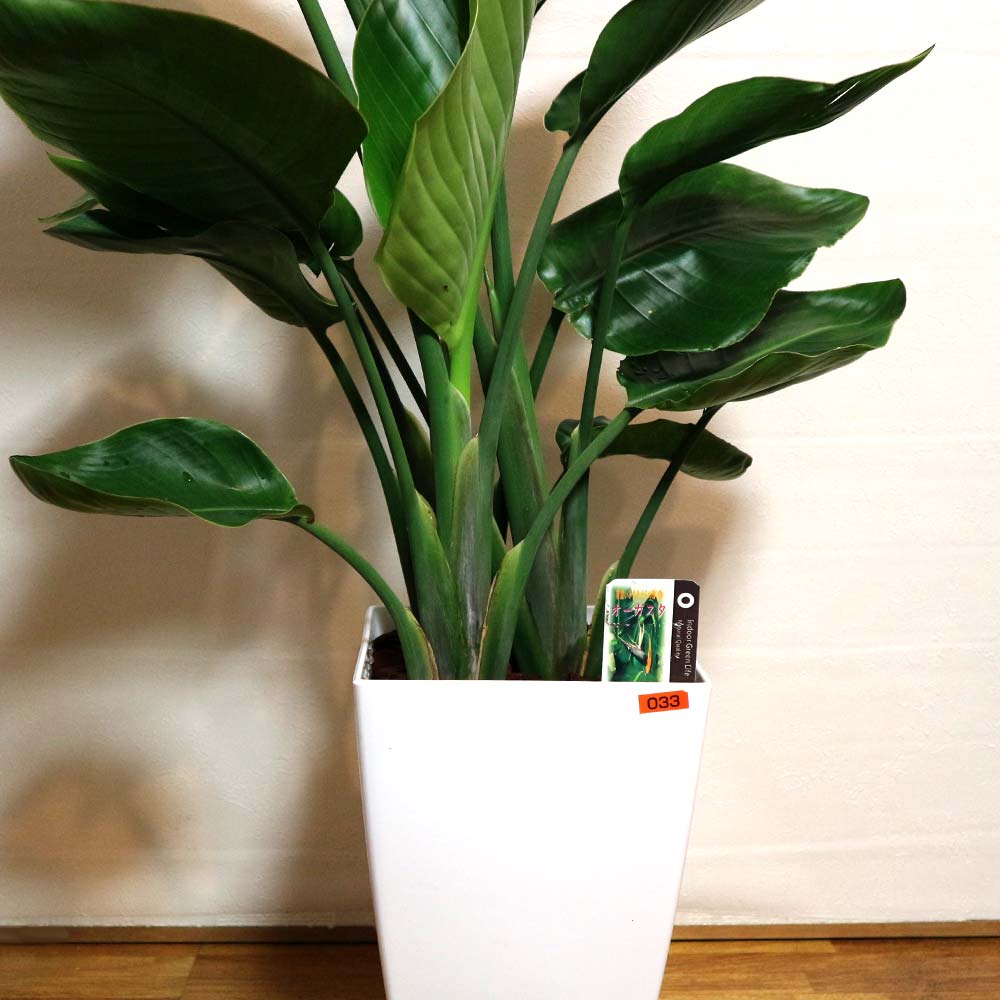 ストレリチア・オーガスタ【大型 観葉植物 8号鉢/Mサイズ1個】