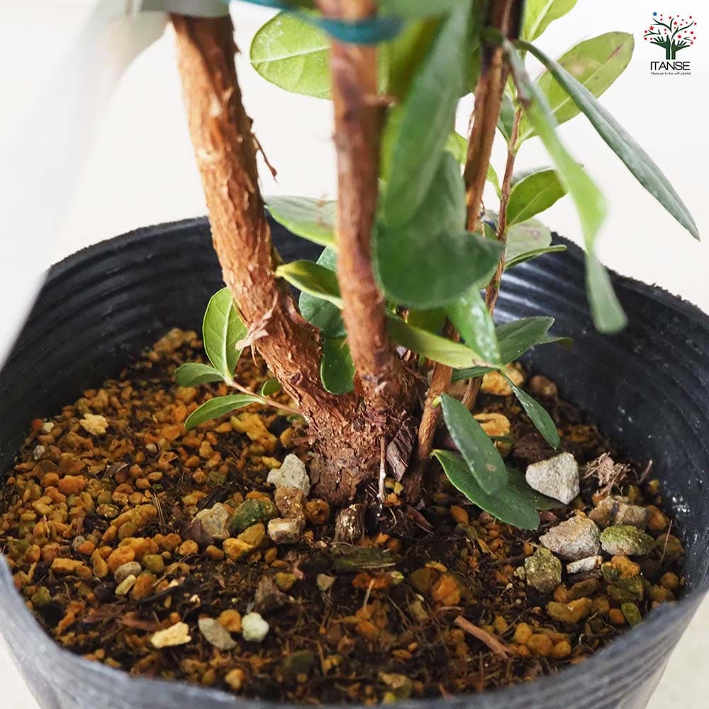 フェイジョア　/ 450 adidas zx 450 | eBay