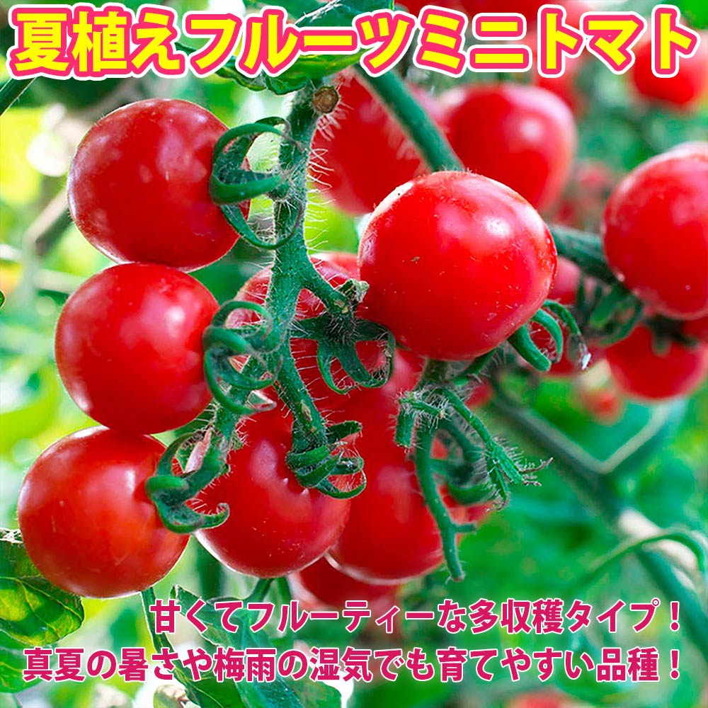 夏植え!人気のトマト苗・きゅうり苗・なすび苗セット セット品種:夏植えフルーツミニトマト・夏植え節成りきゅうり・夏植えとげ無し中長ナス【野菜苗 9cmポット自根苗 各1個/合計3個】