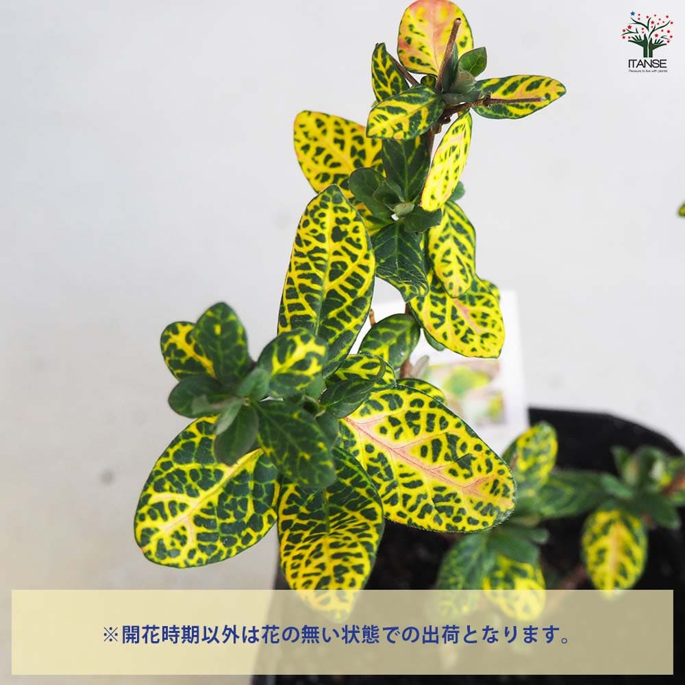 ハニーサックル ゴールデン 【ハーブの苗 9cmポット／お買い得3個