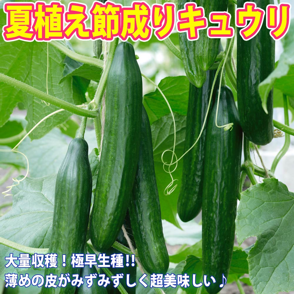 夏植え!人気のトマト苗・きゅうり苗・なすび苗セット セット品種:夏植えフルーツミニトマト・夏植え節成りきゅうり・夏植えとげ無し中長ナス【野菜苗 9cmポット自根苗 各1個/合計3個】