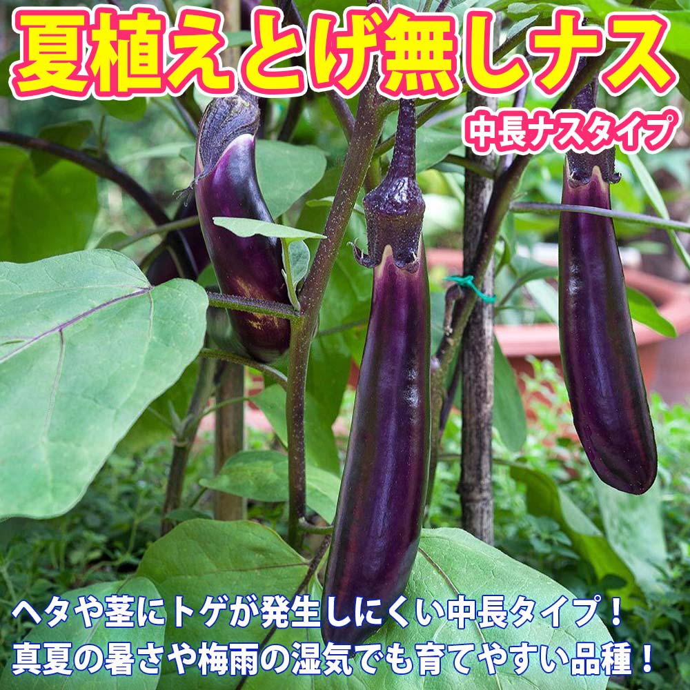 夏植え!人気のトマト苗・きゅうり苗・なすび苗セット セット品種:夏植えフルーツミニトマト・夏植え節成りきゅうり・夏植えとげ無し中長ナス【野菜苗 9cmポット自根苗 各1個/合計3個】