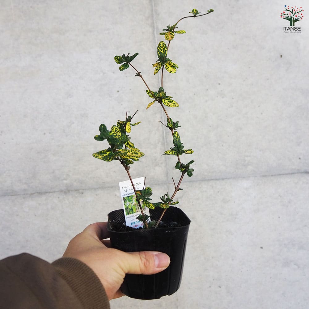 ハニーサックル ゴールデン 【ハーブの苗 9cmポット／お買い得3個