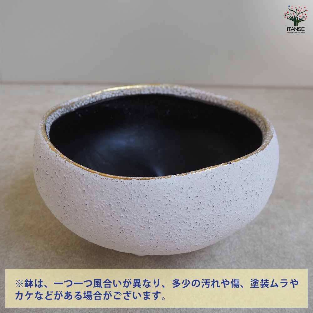 花の里-はなのさと- ロウベージュ 【陶器鉢 S】｜ 【植物の