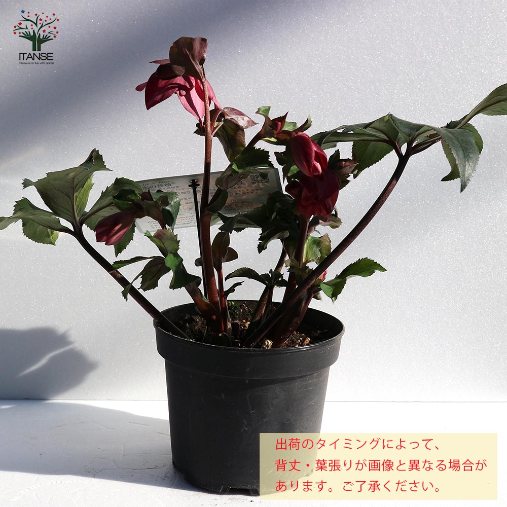 クリスマスローズ HGC IceN'roses 氷の薔薇：ローズ【花苗 6号ポット／1個売り】