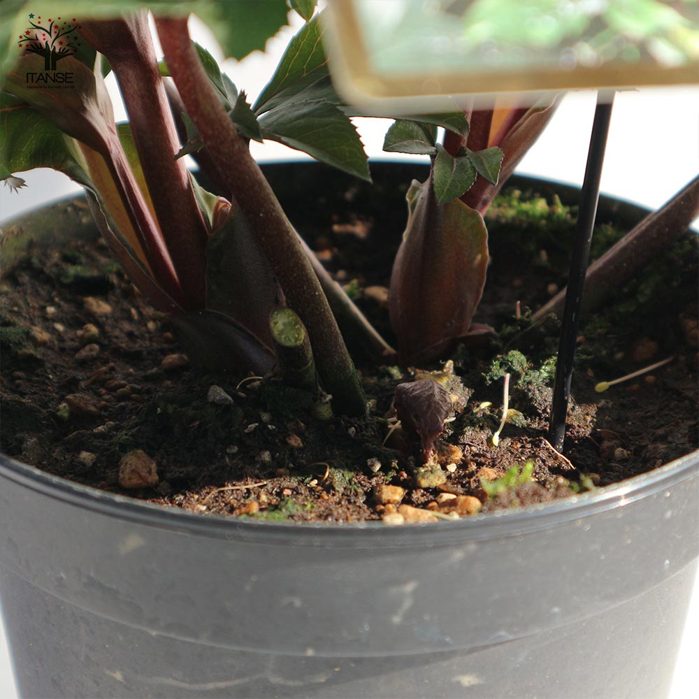 クリスマスローズ HGC IceN'roses 氷の薔薇：ローズ【花苗 6号ポット／1個売り】