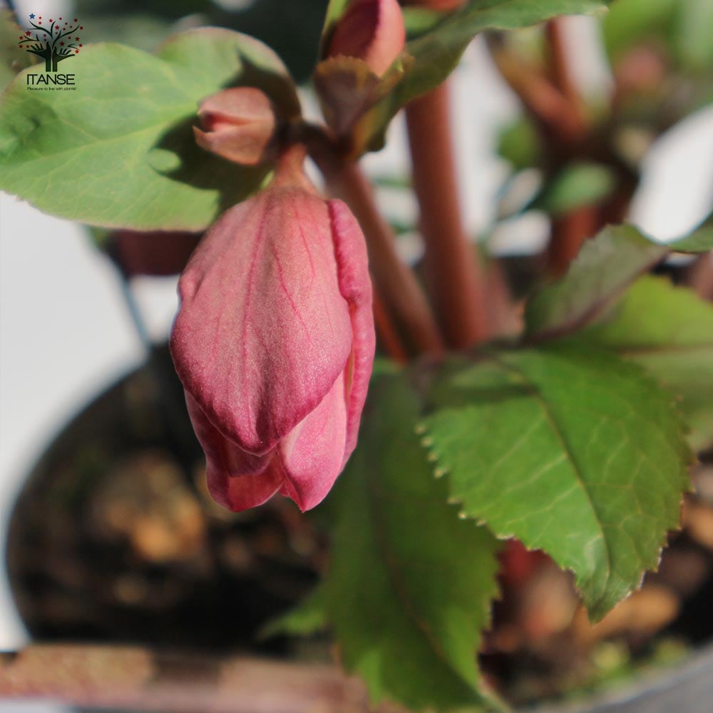 クリスマスローズ HGC IceN'roses 氷の薔薇：ローズ【花苗 6号ポット／1個売り】