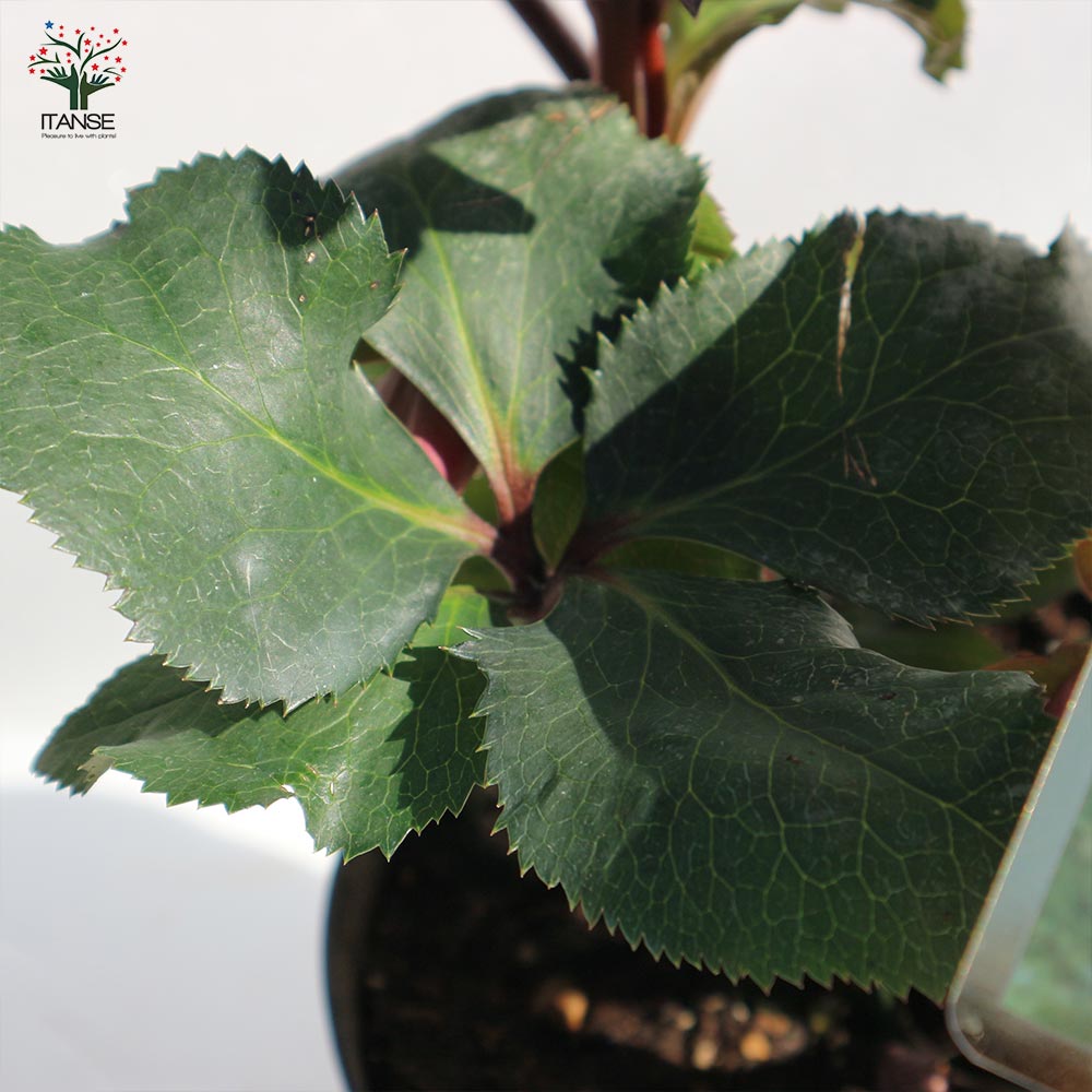 クリスマスローズ HGC IceN'roses 氷の薔薇：ローズ【花苗 6号ポット／1個売り】