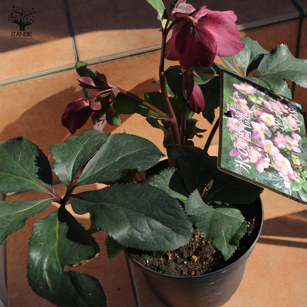 クリスマスローズ HGC IceN'roses 氷の薔薇：ローズ【花苗 6号ポット／1個売り】