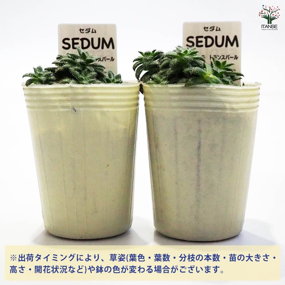 セダム クラッスラ トランスパール 【多肉植物 2.5号／1個