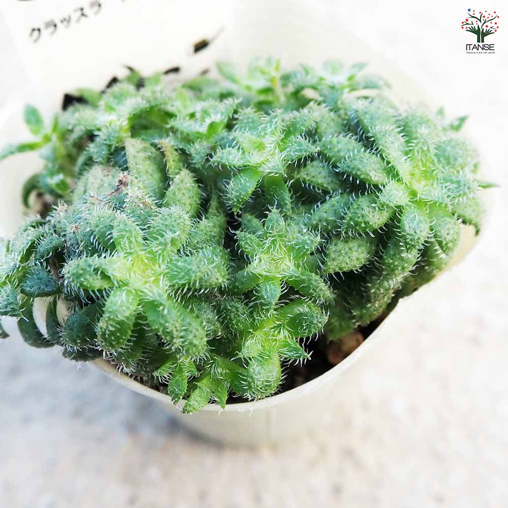 セダム クラッスラ トランスパール 【多肉植物 2.5号／1個