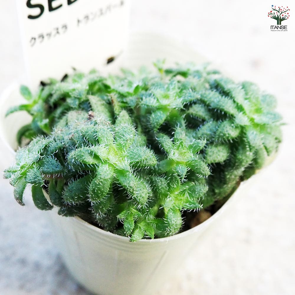 セダム クラッスラ トランスパール 【多肉植物 2.5号／1個