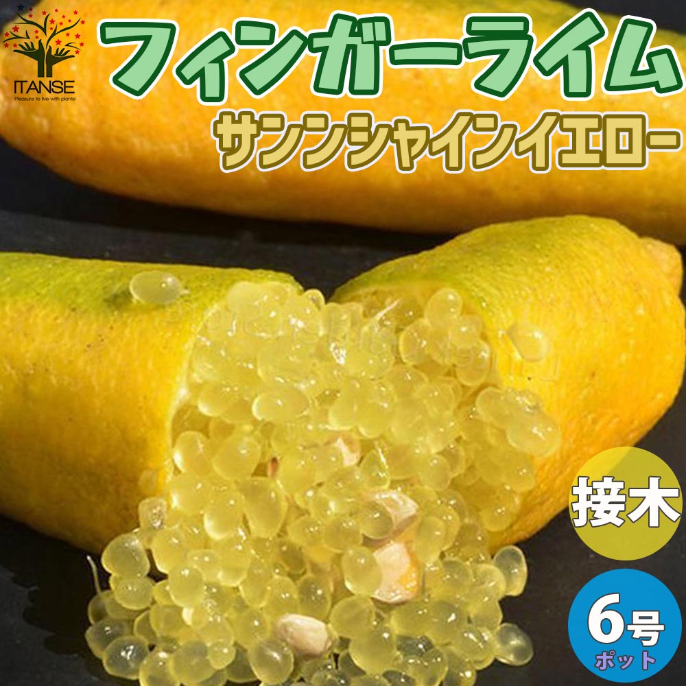 フィンガーライムの苗 サンシャインイエロー【果樹の苗木 18cmポット大苗 2年生 接木苗／1個売り】