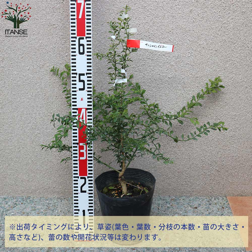 フィンガーライムの苗 サンシャインイエロー【果樹の苗木 18cmポット大苗 2年生 接木苗／1個売り】