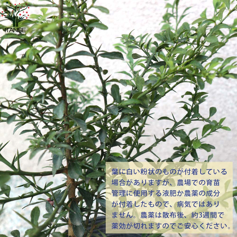 フィンガーライムの苗 サンシャインイエロー【果樹の苗木 18cmポット大苗 2年生 接木苗／1個売り】