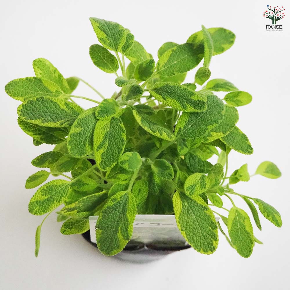 サルビア ゴールデン2個～ 【花苗 9cmポット】｜ 【植物のITANSE