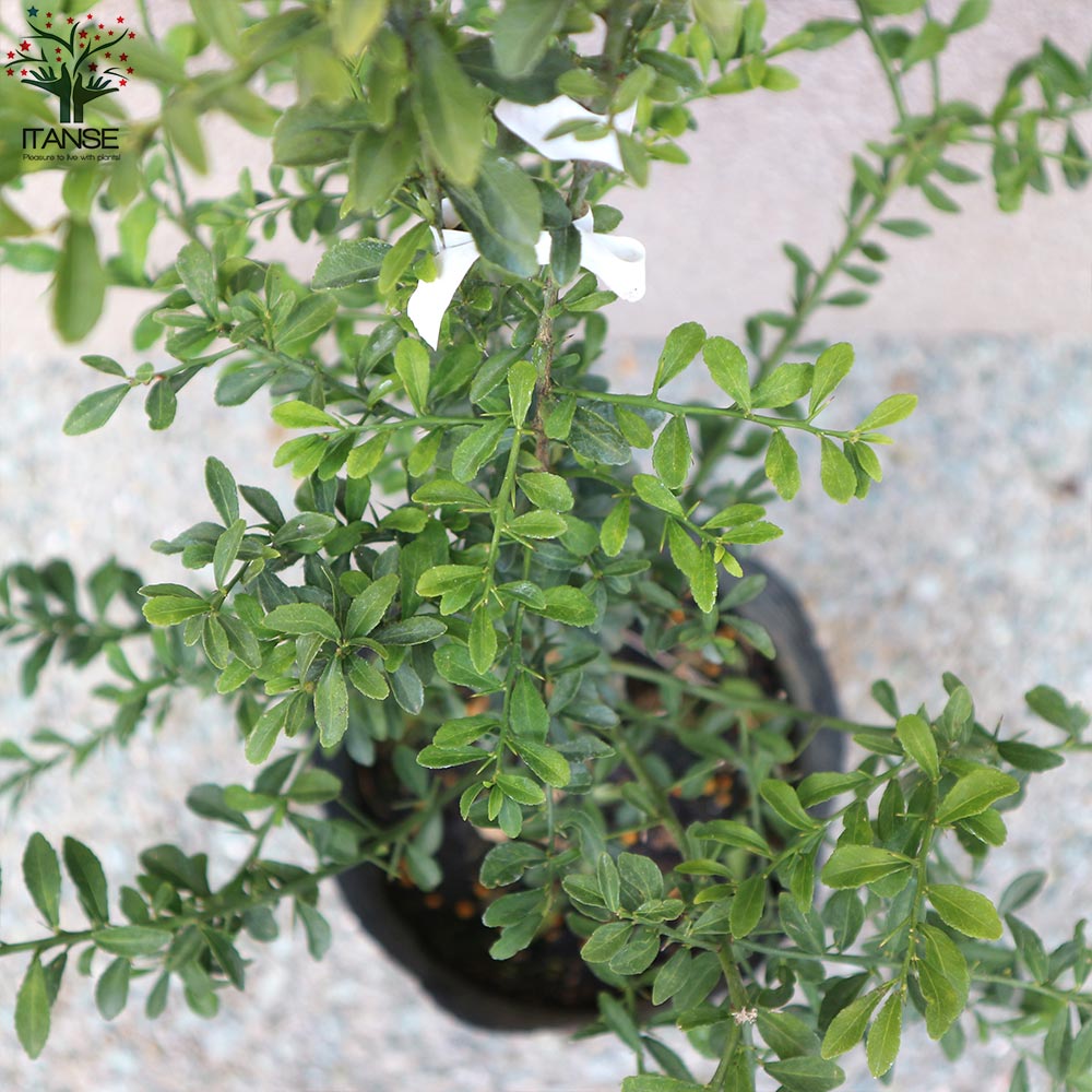 フィンガーライムの苗 サンシャインイエロー【果樹の苗木 18cmポット大苗 2年生 接木苗／1個売り】