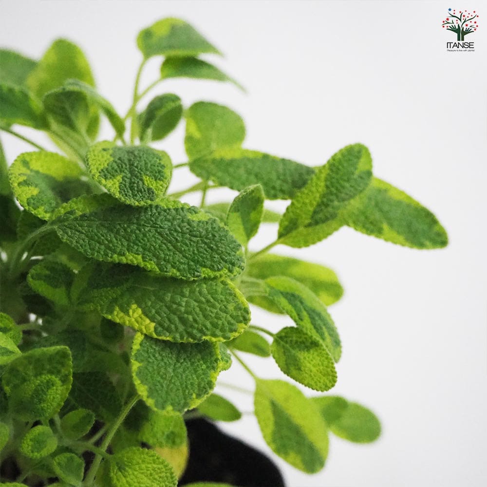 サルビア ゴールデン2個～ 【花苗 9cmポット】｜ 【植物のITANSE