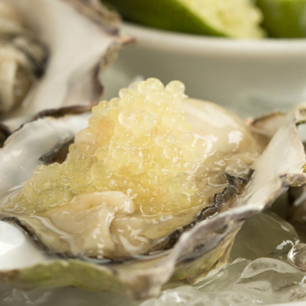 フィンガーライムの苗 サンシャインイエロー【果樹の苗木 18cmポット大苗 2年生 接木苗／1個売り】