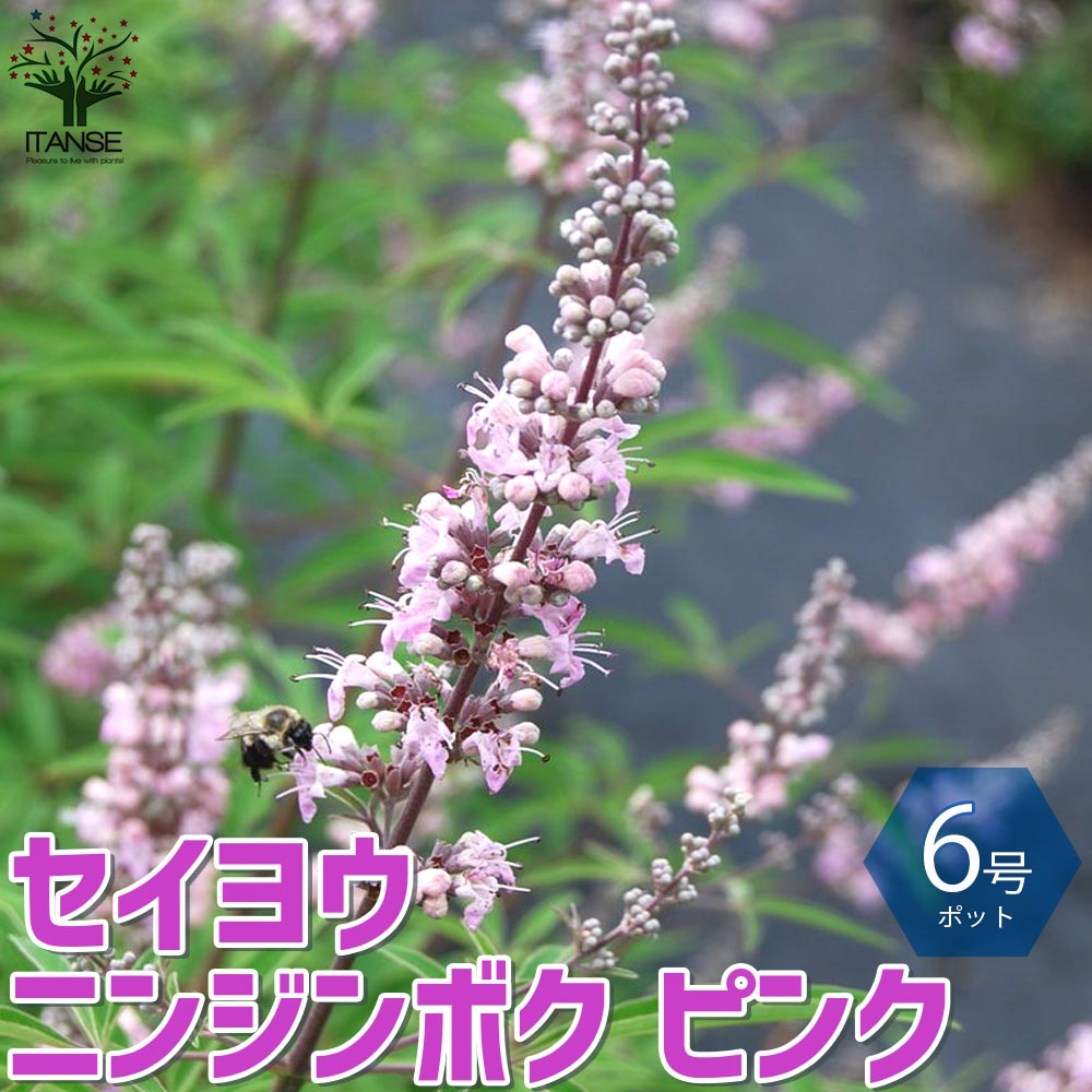 セイヨウニンジンボク ピンク【庭木 6号鉢／1個売り】｜ 【植物の