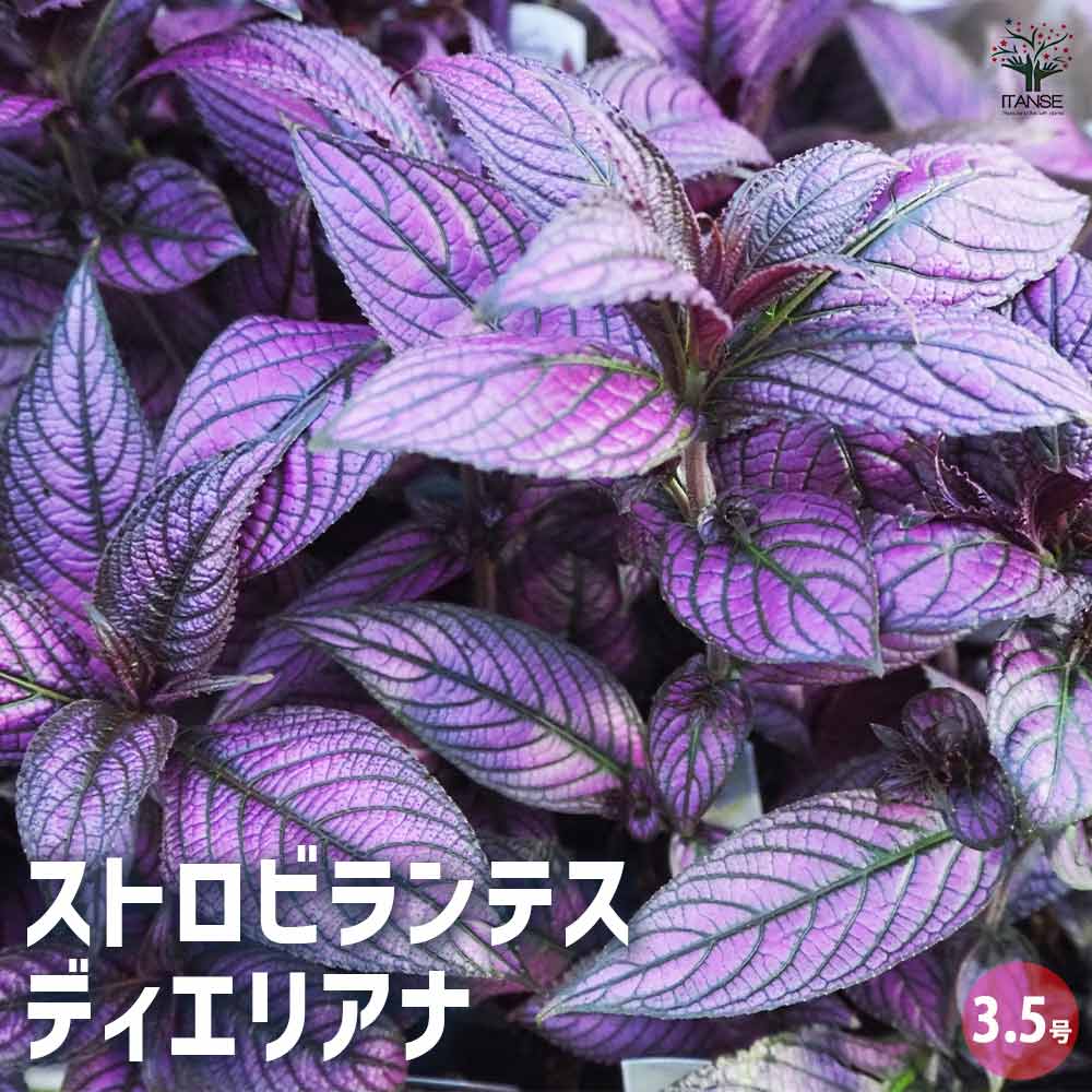 ストロビランテス ディエリアナ 【花苗 3.5号】｜ 【植物の