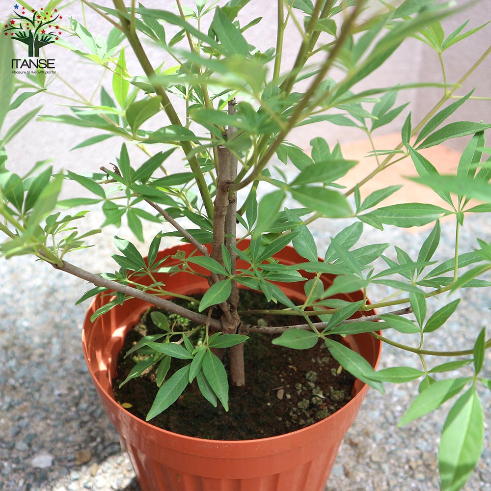 セイヨウニンジンボク ピンク【庭木 6号鉢／1個売り】｜ 【植物の