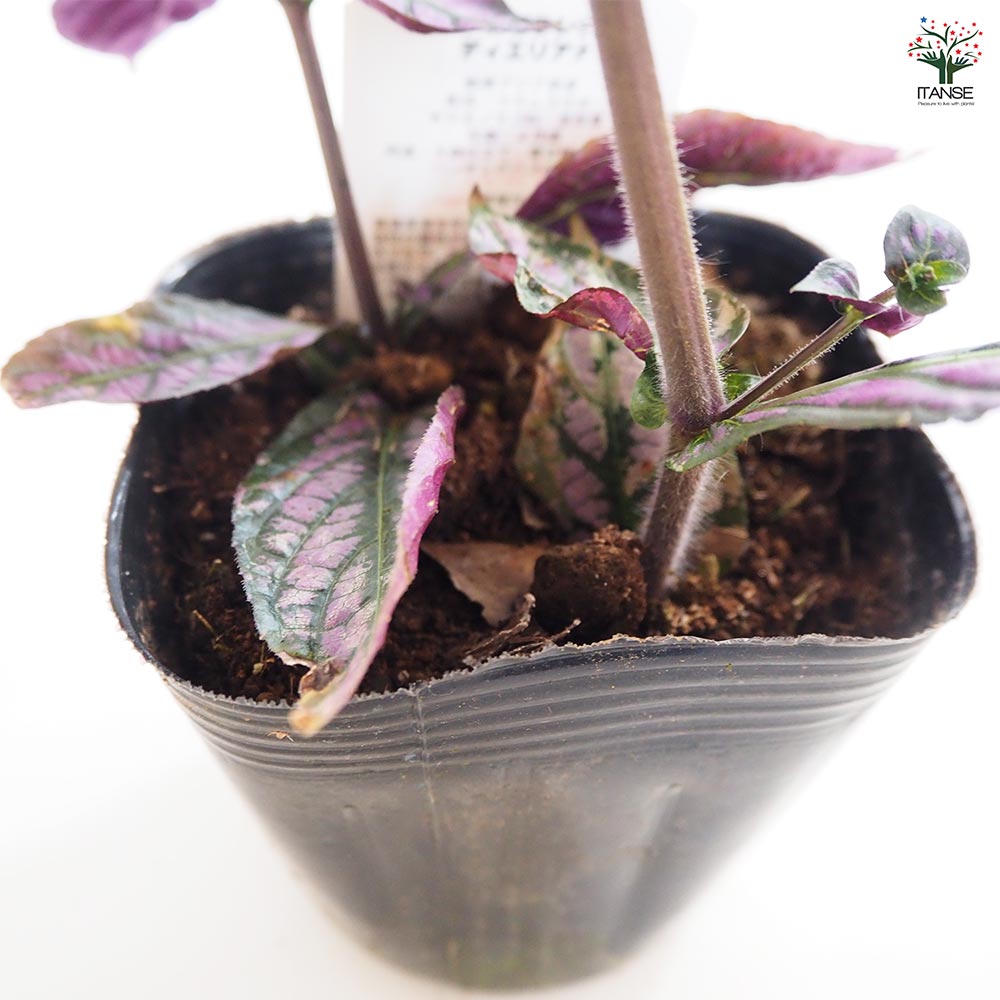 ストロビランテス ディエリアナ 【花苗 3.5号】｜ 【植物の