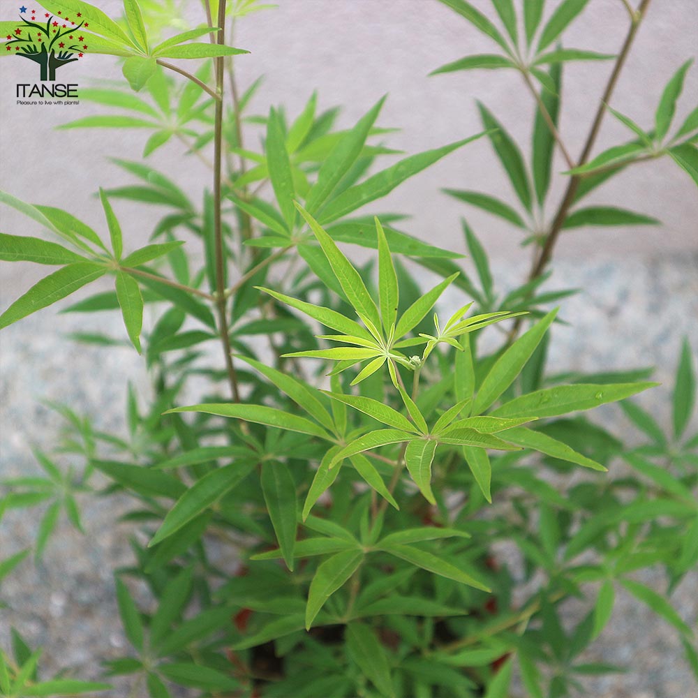 セイヨウニンジンボク ピンク【庭木 6号鉢／1個売り】｜ 【植物の