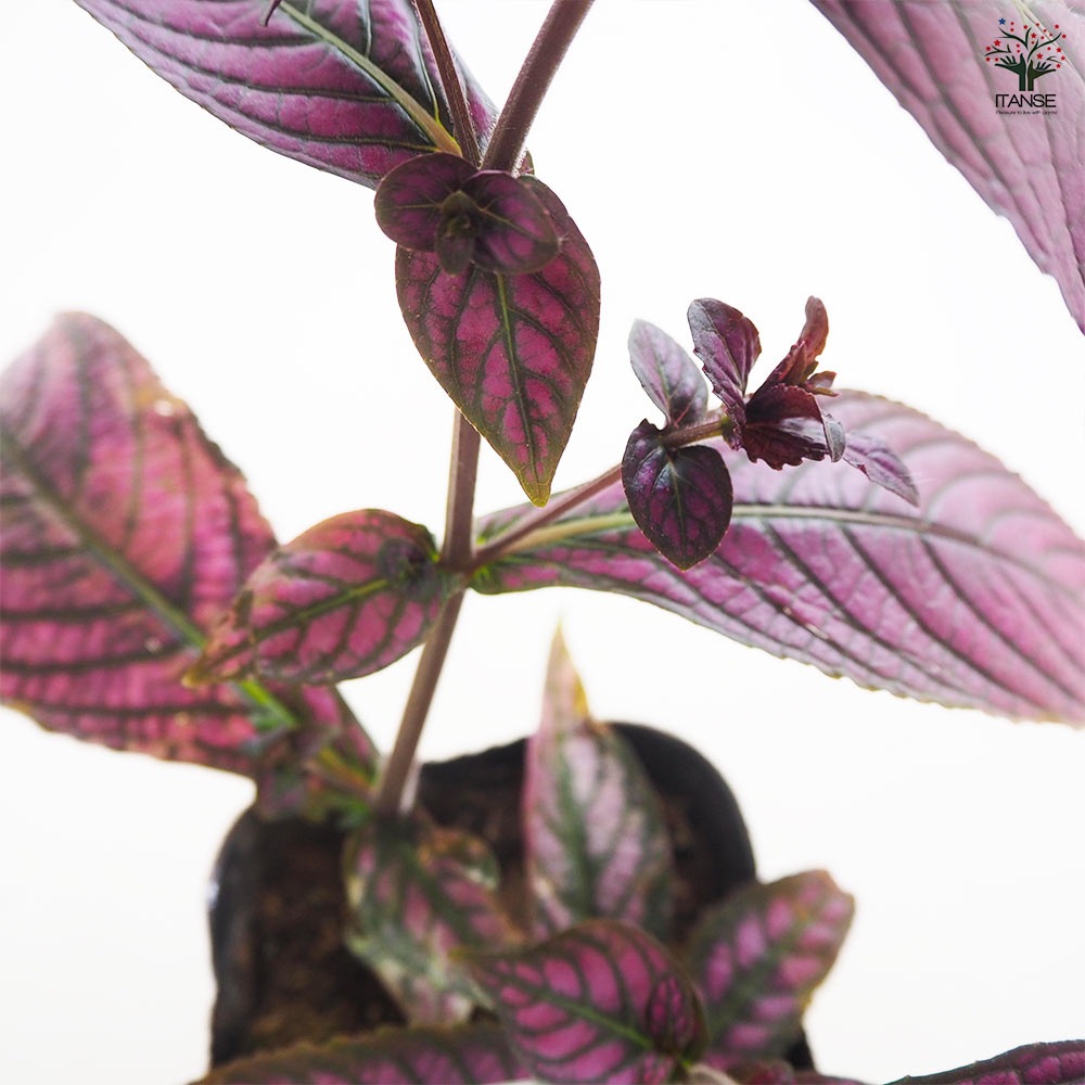 ストロビランテス ディエリアナ 【花苗 3.5号】｜ 【植物の