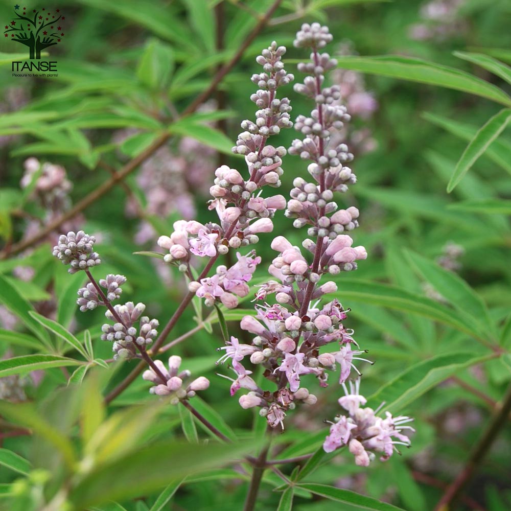 セイヨウニンジンボク ピンク【庭木 6号鉢／1個売り】｜ 【植物