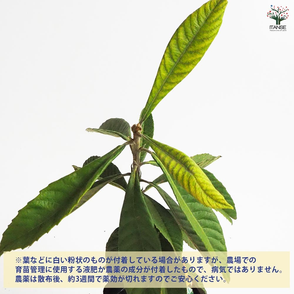 枇杷(びわ)の苗木 なつたより 【果樹の苗木 4号／1個売り