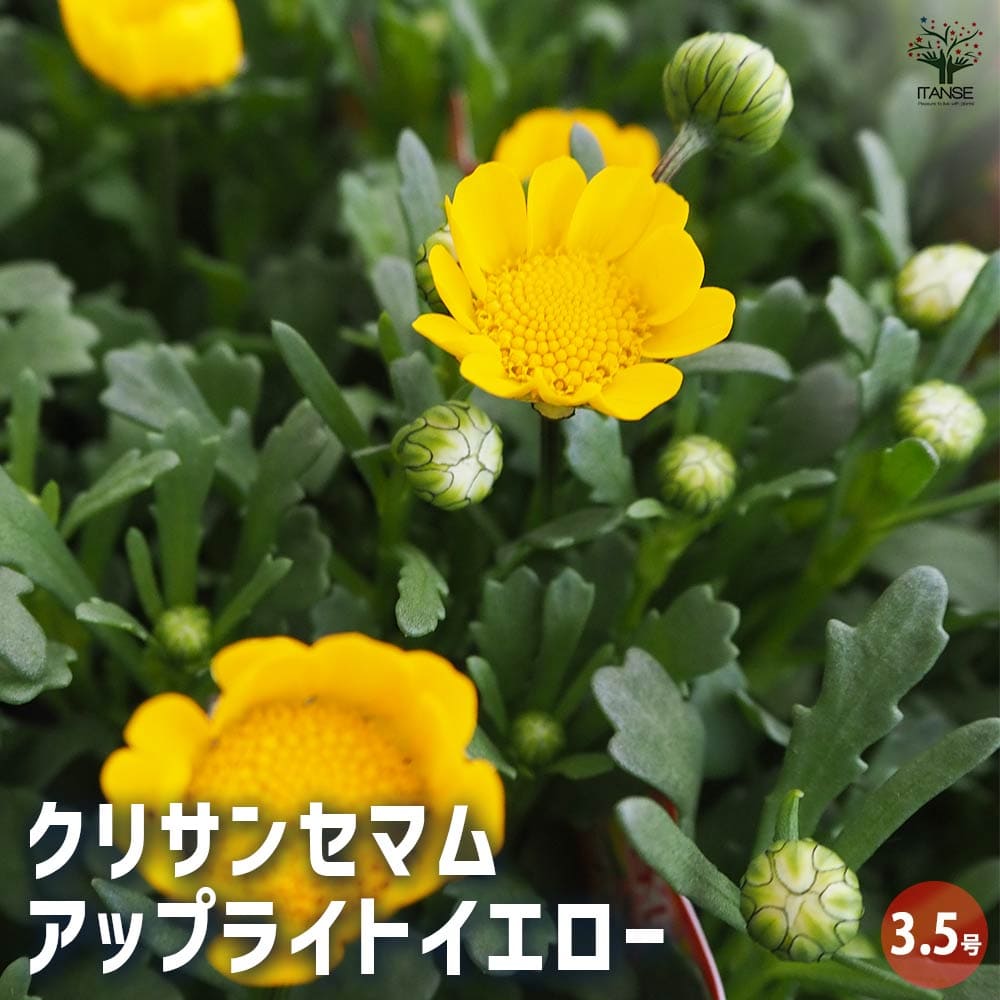 クリサンセマム アップライトイエロー 【花苗 3.5号】| 【植物 クリサンセマム アップライトイエロー 【花苗 3.5号】| 【植物
