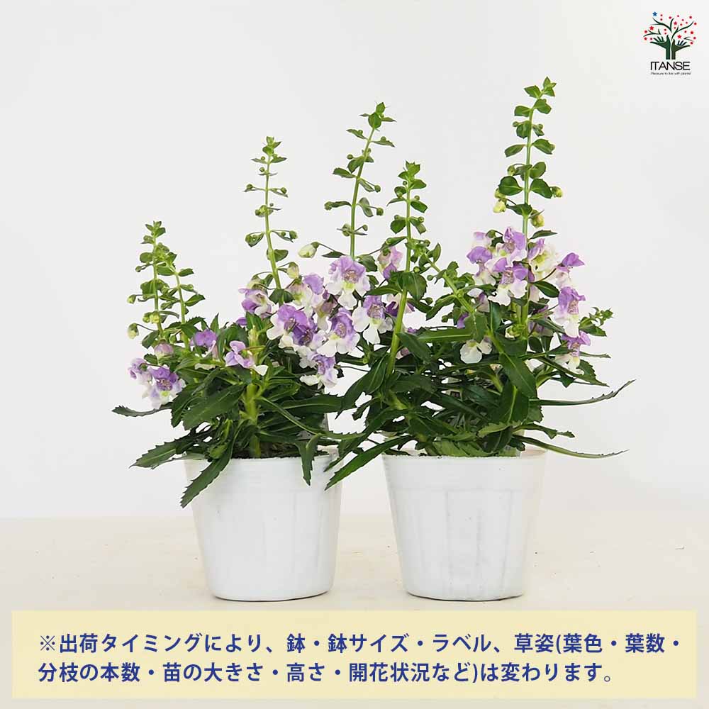 アンゲロニア エンジェルフェイス ウェッジウッドブルー 【花苗 アンゲロニア エンジェルフェイス ウェッジウッドブルー 【花苗