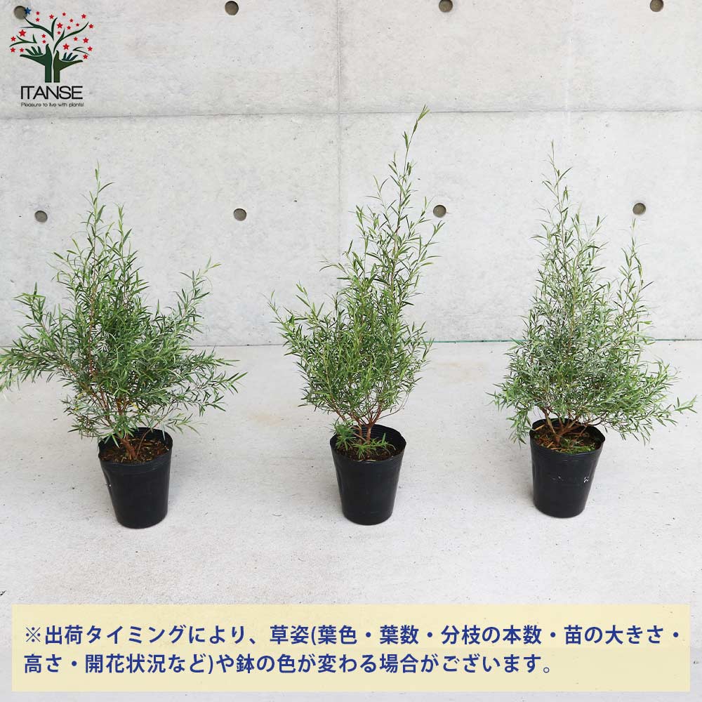 シルバーティーツリー 大苗 シルバーティーツリー 約1.7m 特大株 植木苗木大苗 常緑樹 規格