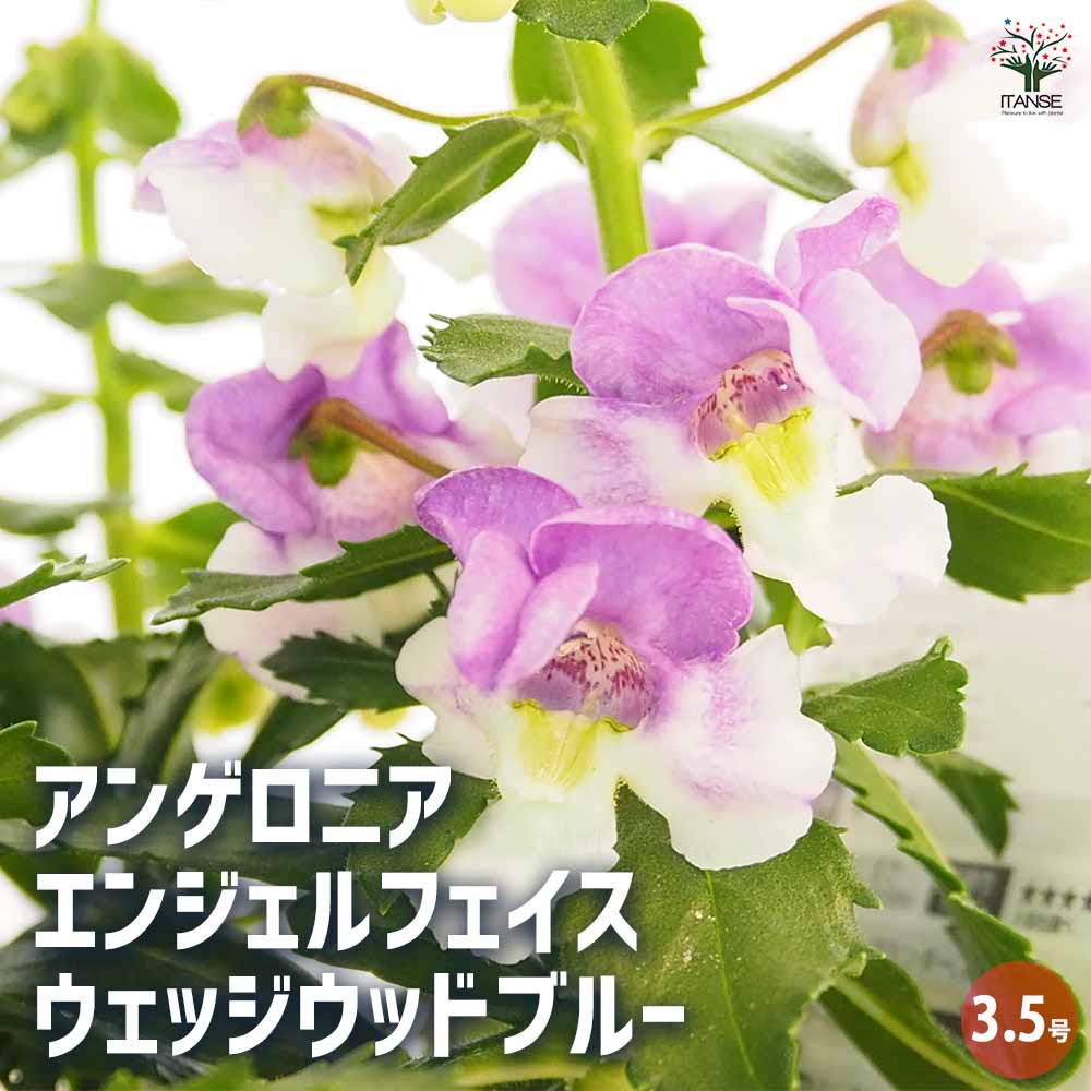 アンゲロニア エンジェルフェイス ウェッジウッドブルー 【花苗 アンゲロニア エンジェルフェイス ウェッジウッドブルー 【花苗