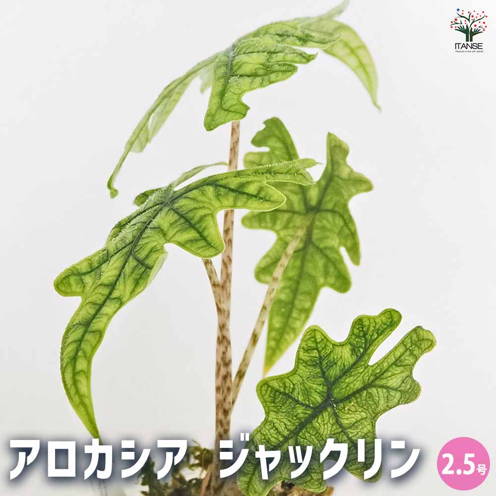 アロカシア ジャックリン 【観葉植物 2.5号／1個売り】｜ 【植物の