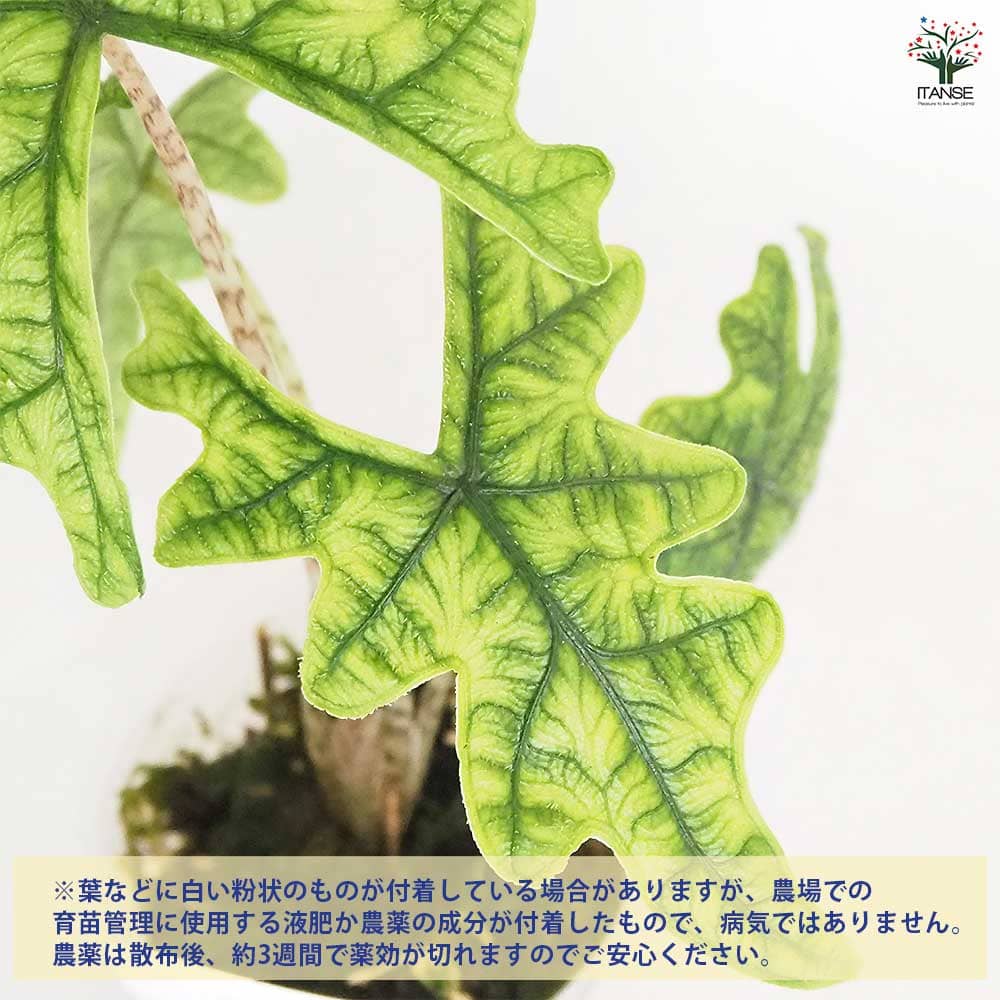 アロカシア ジャックリン 【観葉植物 2.5号／1個売り】｜ 【植物の