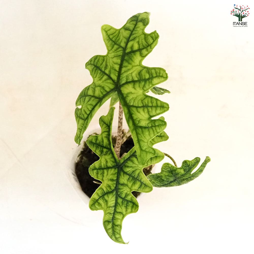 アロカシア ジャックリン 【観葉植物 2.5号／1個売り】｜ 【植物の