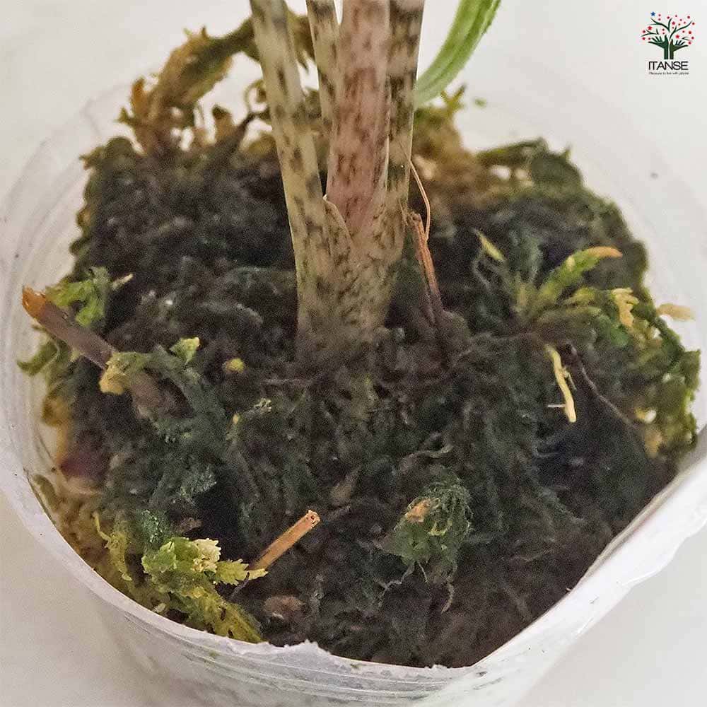 アロカシア ジャックリン 【観葉植物 2.5号／1個売り】