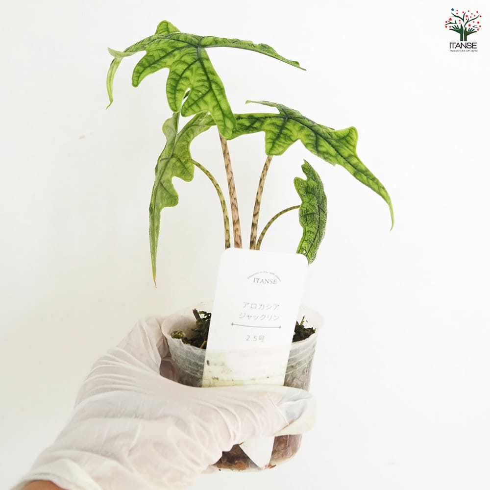 アロカシア ジャックリン 【観葉植物 2.5号／1個売り】｜ 【植物