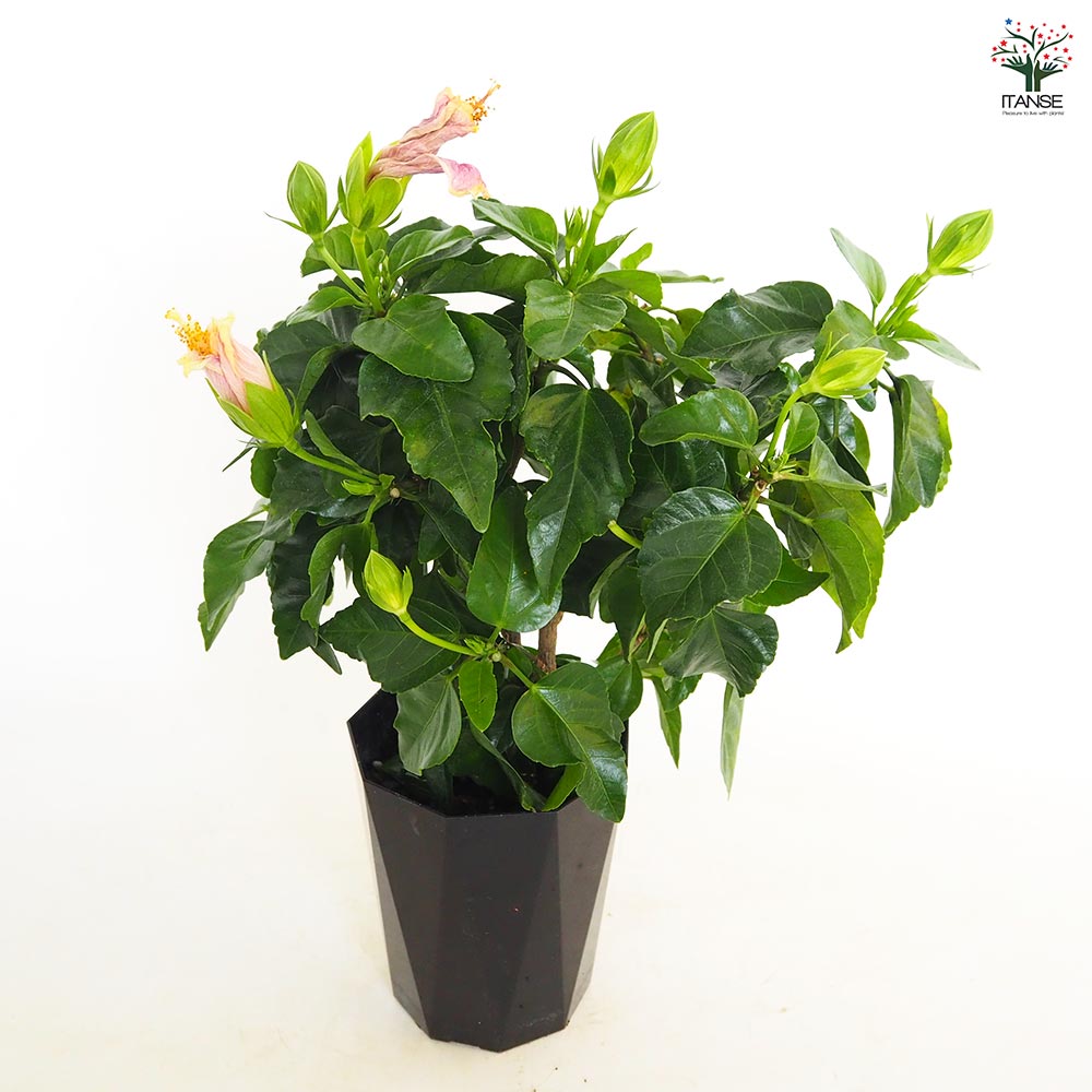 ハイビスカス サマーブリーズ ウィールウィンド 【花木苗 4号／1個売り