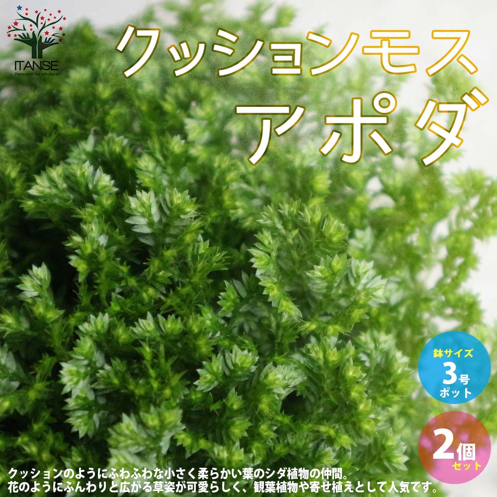 クッションモス(セラギネラ)・アポダ【観葉植物 3号ポット苗 グランドカバー苗/お買い得2個セット】