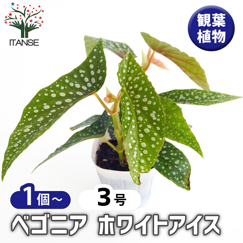 ベゴニア ホワイトアイス