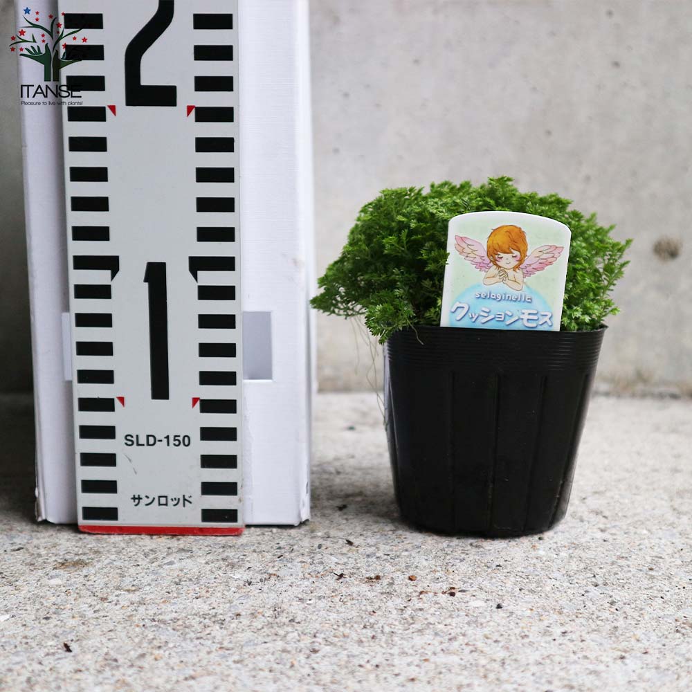 クッションモス(セラギネラ)・アポダ【観葉植物 3号ポット苗 グランドカバー苗/お買い得2個セット】